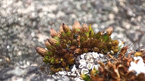 Orthotrichum pumilum observed 2026-04-16