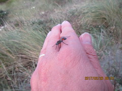 Podalonia tydei suspiciosa