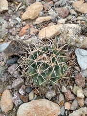 Coryphantha robustispina scheeri