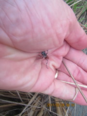 Podalonia tydei suspiciosa
