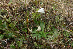 Gentianella grisebachii