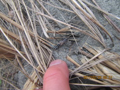Podalonia tydei suspiciosa
