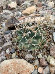 Coryphantha robustispina scheeri