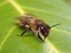 Andrena bimaculata