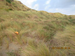Podalonia tydei suspiciosa