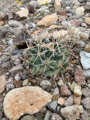 Coryphantha robustispina scheeri