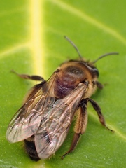 Andrena bimaculata