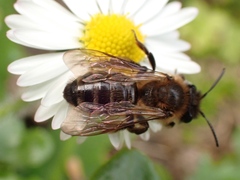 Andrena bimaculata