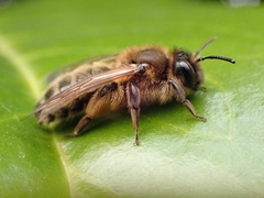 Andrena bimaculata