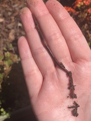 Lumbricus terrestris