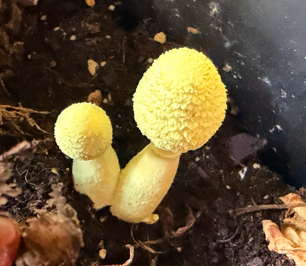 Leucocoprinus birnbaumii · April 2026 · photo: © sunasak (iNaturalist, cc-by)