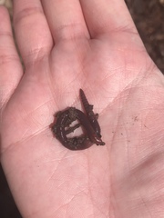 Lumbricus terrestris