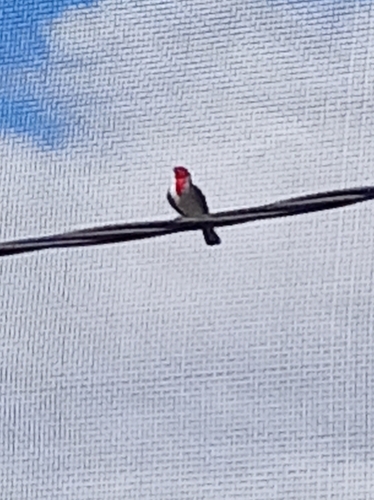 Red-crested Cardinal