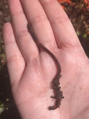 Lumbricus terrestris