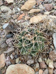 Coryphantha robustispina scheeri