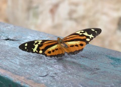 Tithorea harmonia