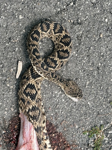 Eastern Diamondback Rattlesnake