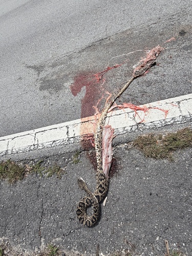 Eastern Diamondback Rattlesnake