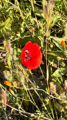 common poppy