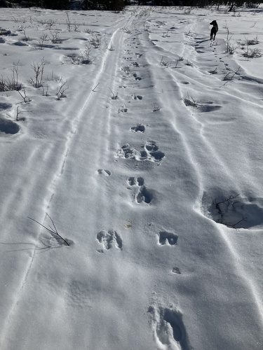 Woodland Caribou observed by brucebennett
