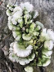 Schizophyllum commune
