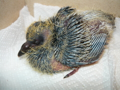 Columba livia domestica