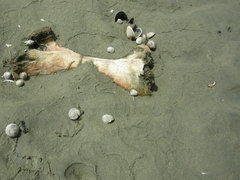Dinornithiformes