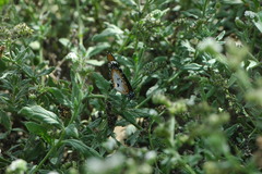 Danaus chrysippus alcippus