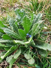 Anchusa arvensis orientalis