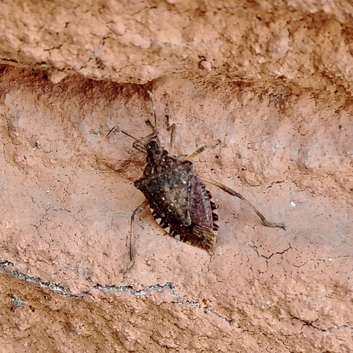 Brown Marmorated Stink Bug