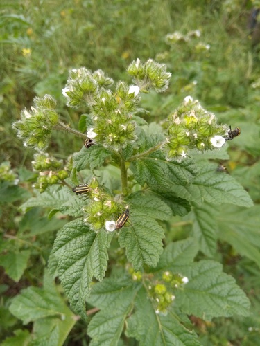 Shepard's Mallow (Fuertesimalva echinata)