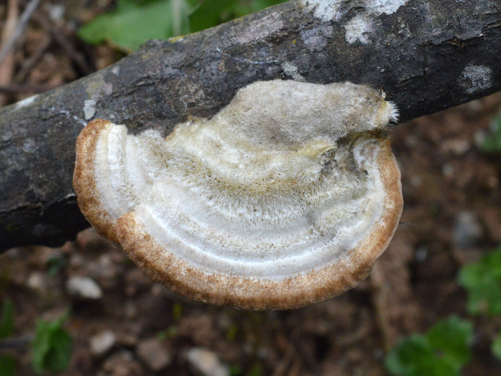 Trametes hirsuta · April 2026 · photo: © exonie (iNaturalist, cc-by)