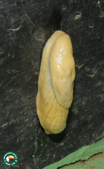 Emphysetes udzungwensis