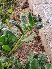 Anchusa arvensis orientalis