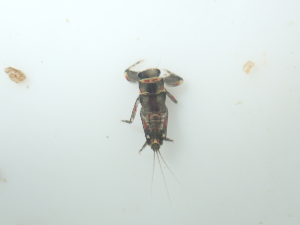 Drunella lata