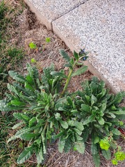 Anchusa arvensis orientalis