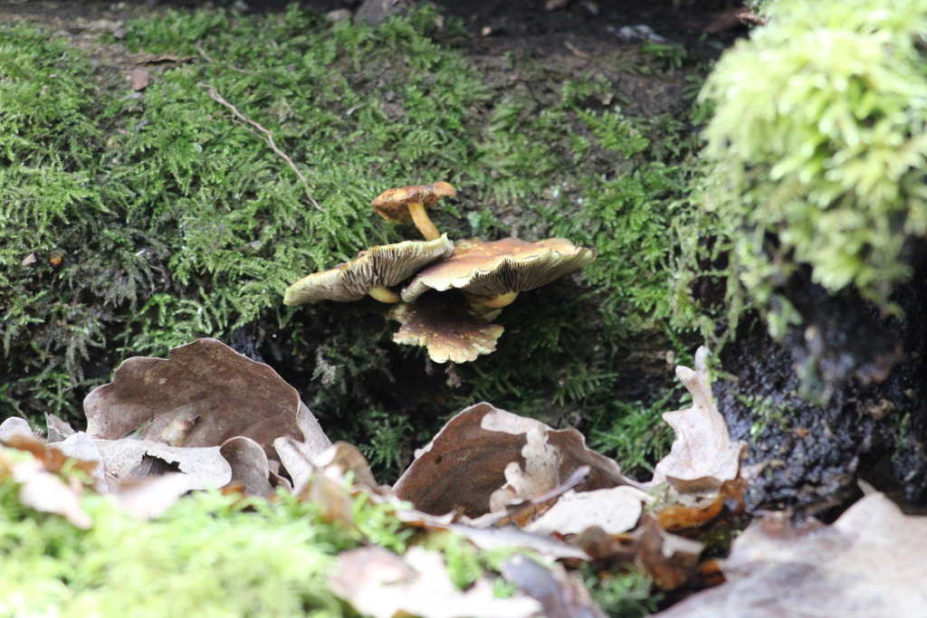 Hypholoma fasciculare · April 2026 · photo: © jaiiiiiiii_ (iNaturalist, cc0)
