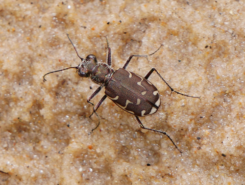 Bronzed Tiger Beetle