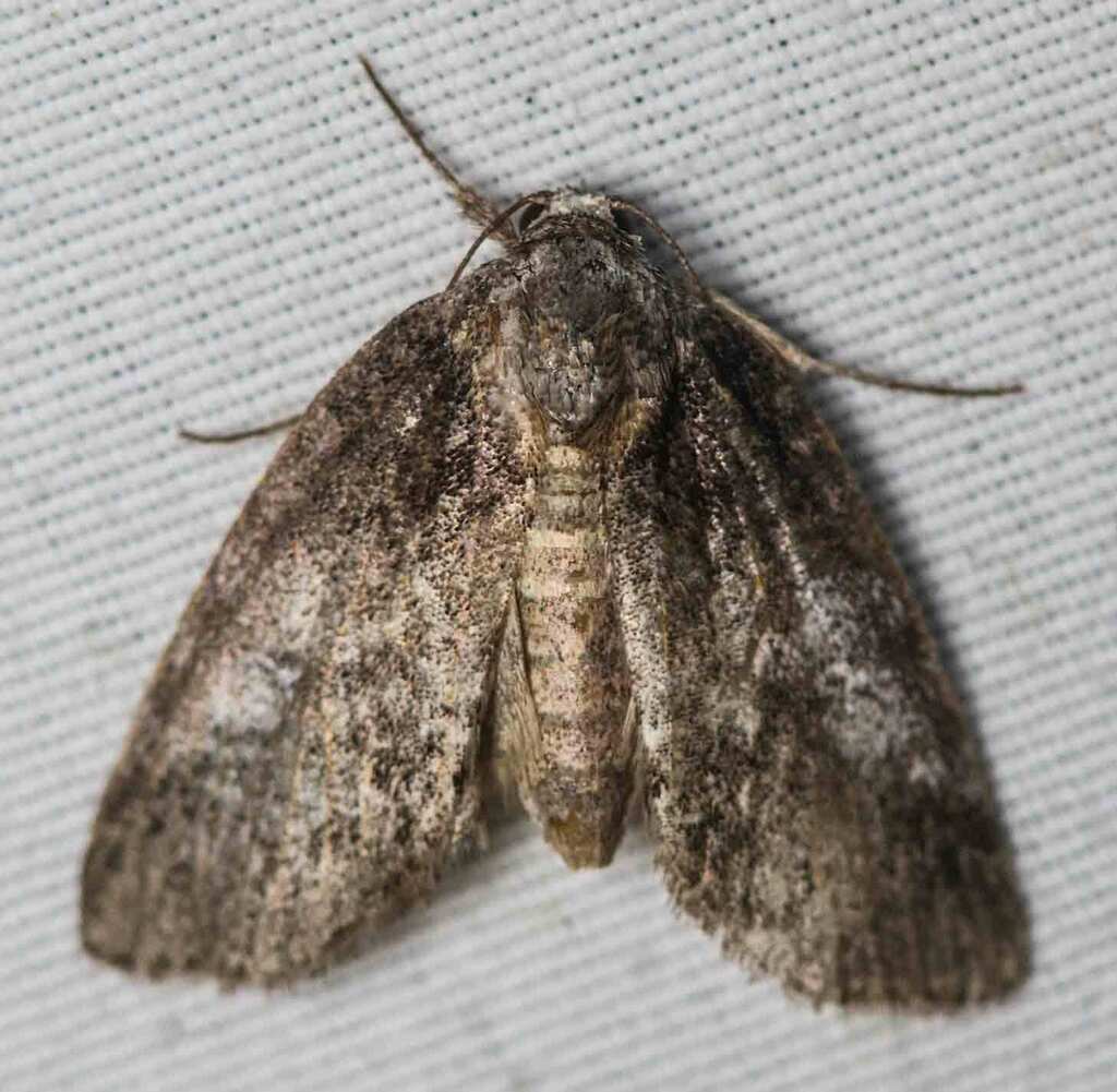 Pale Baileya Moth from Tuckahoe Village, Tuckahoe, VA 23238, USA on ...