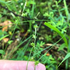 Carex atlantica atlantica
