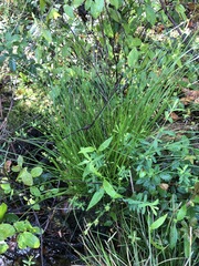 Carex atlantica atlantica
