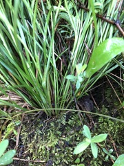 Carex atlantica atlantica
