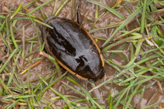 Dytiscus verticalis