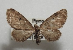 Eupithecia russeliata
