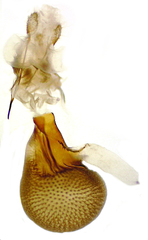 Eupithecia russeliata