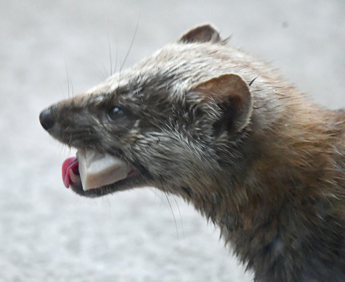 American Marten observed by echocreek