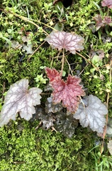 Heuchera
