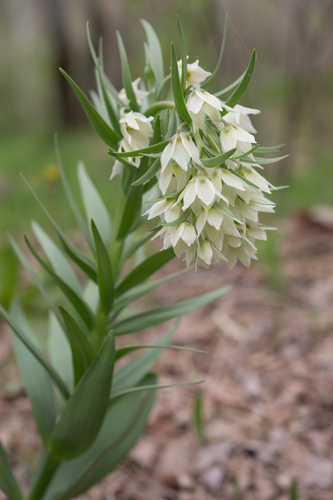 Fritillaria bucharica, photograph 6