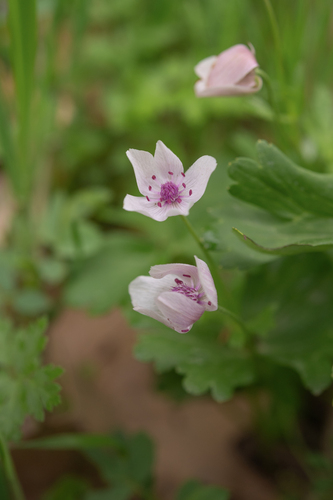 Anemone tschernaewii, photograph 2
