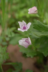 Morten Ross, CC BY, iNaturalist via GBIF Anemone tschernaewii, photograph Morten Ross, CC BY, iNaturalist via GBIF